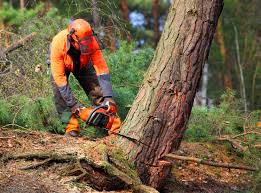 Professional Tree Removal and Landscaping Services in Westmont, CA